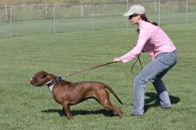 Dog-Pulling-on-Leash