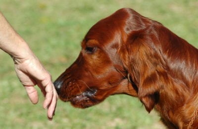 cane-annusa-mano