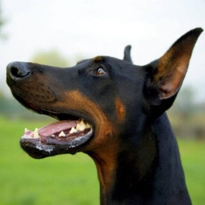 12274612_717344388401358_6816728254014775615_n