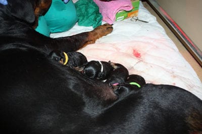 cuccioli_allattamento