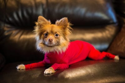 View More: http://heathersmithphoto.pass.us/shed-defender