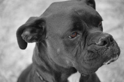 blackboxer
