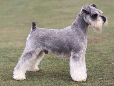 schnauzer-cane