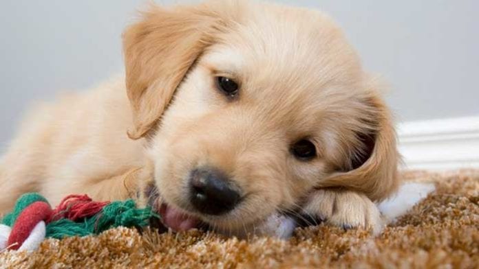 Ti presento… i sensi del cane – Seconda parte