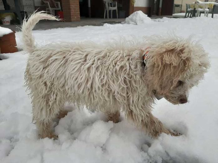 Un cane? MAI! E invece…
